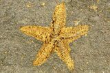 Ordovician Starfish Fossil With Edrioasteroid - Morocco #255334-1